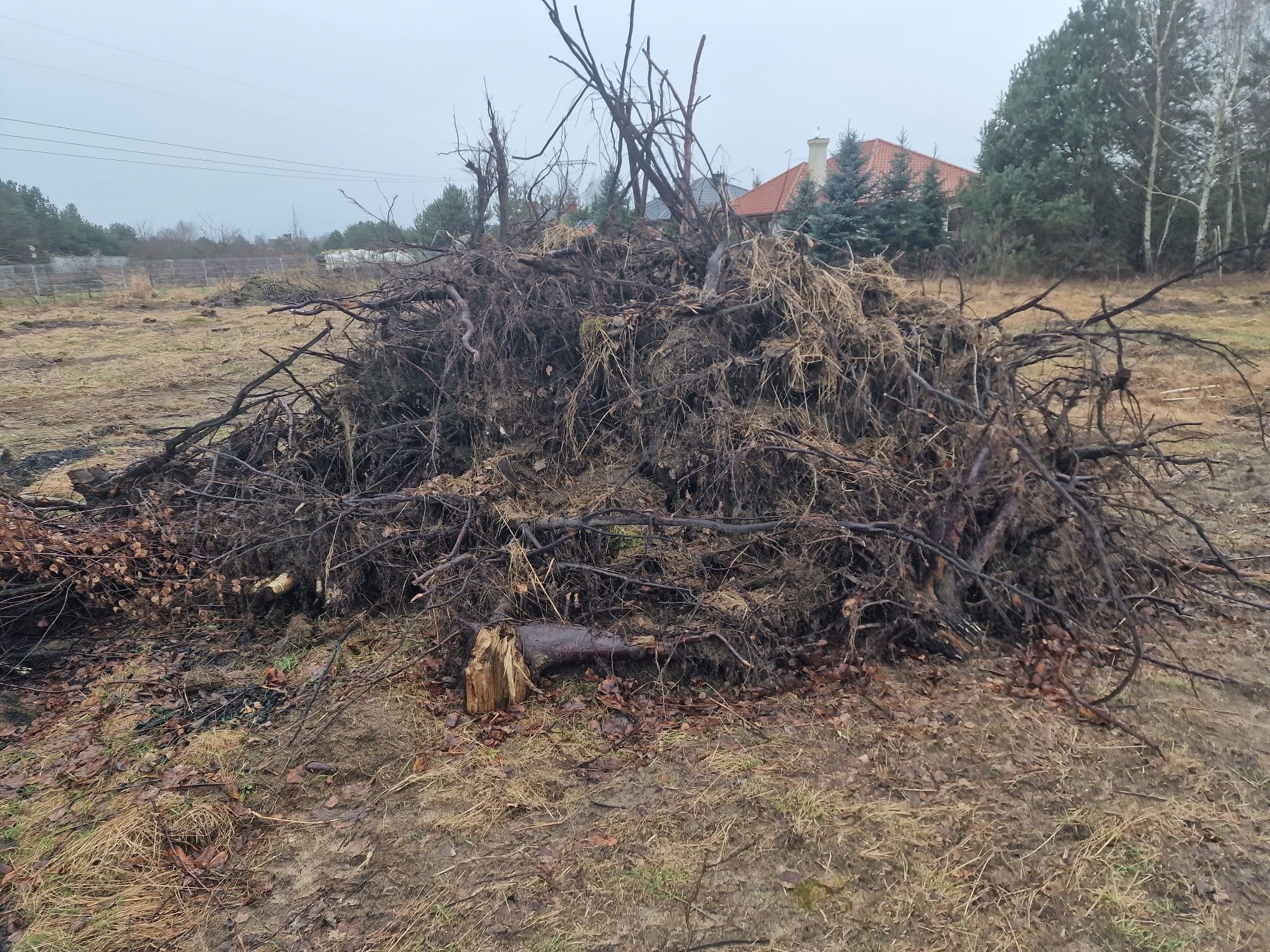 Oddam za darmo. Korzenie i gałęzie z brzozy