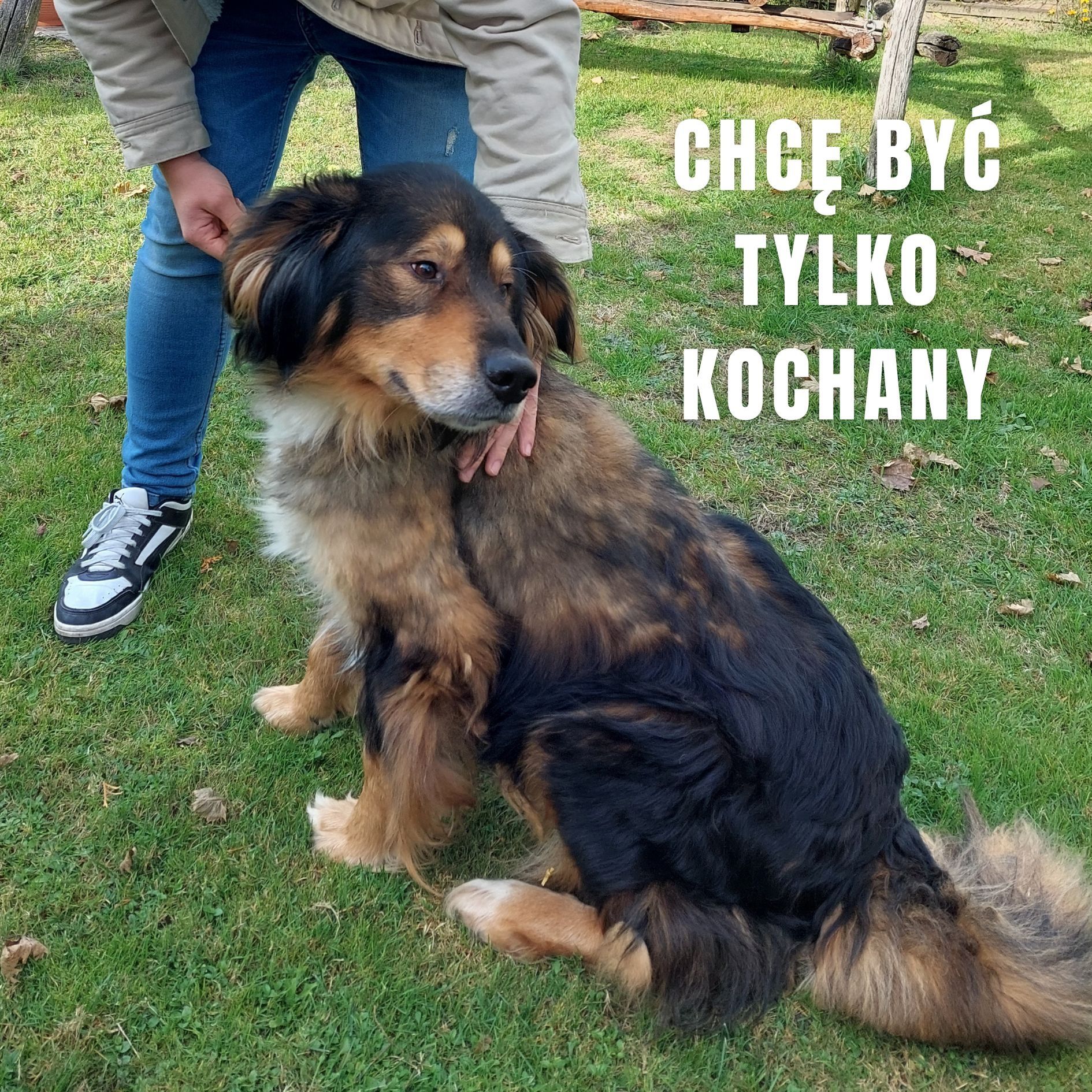 Pies szuka kochającego domu Oddam psa w dobre ręce