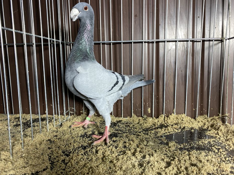 Niemiecki wystaowy samiec niebiekski