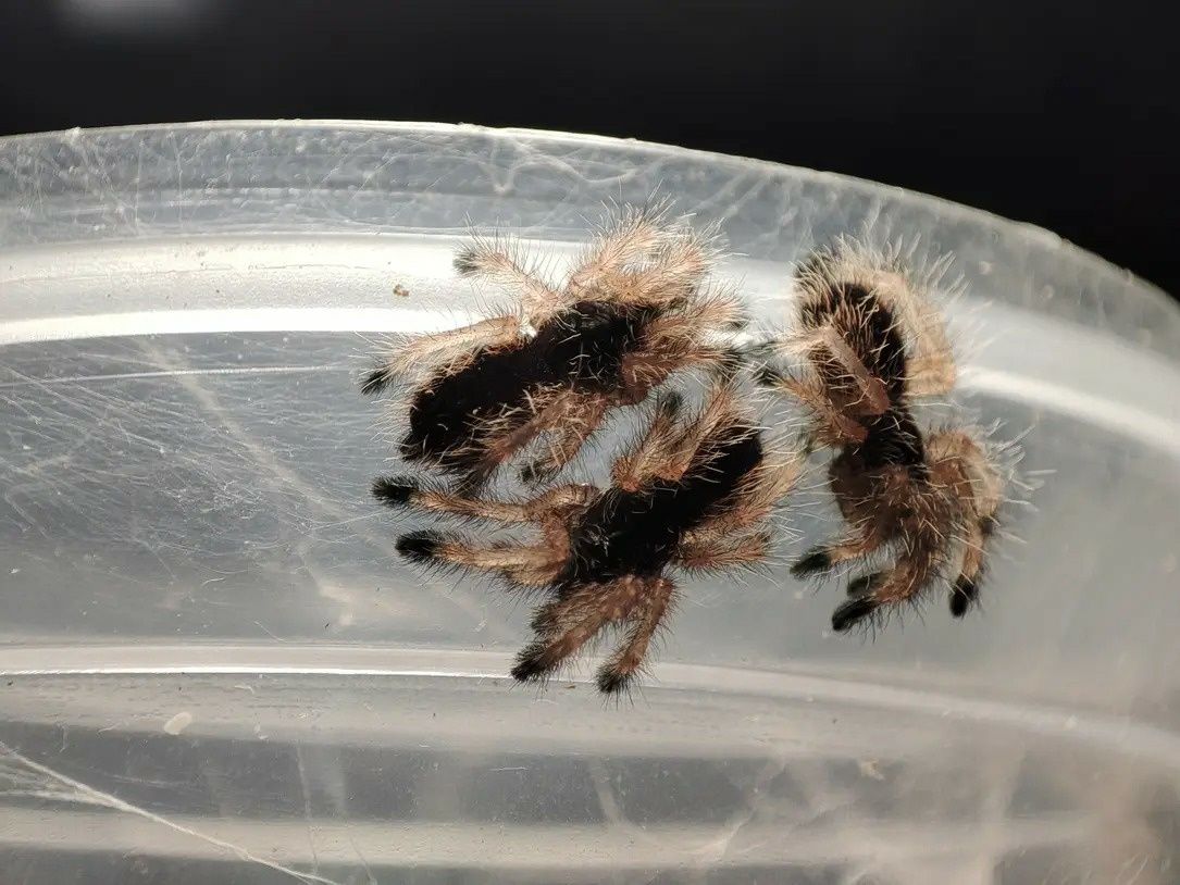 Avicularia minatrix l1 pakiety 10szt.