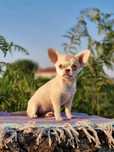 Fantástica! Chihuahua Fêmea Miniatura Pêlo Curto