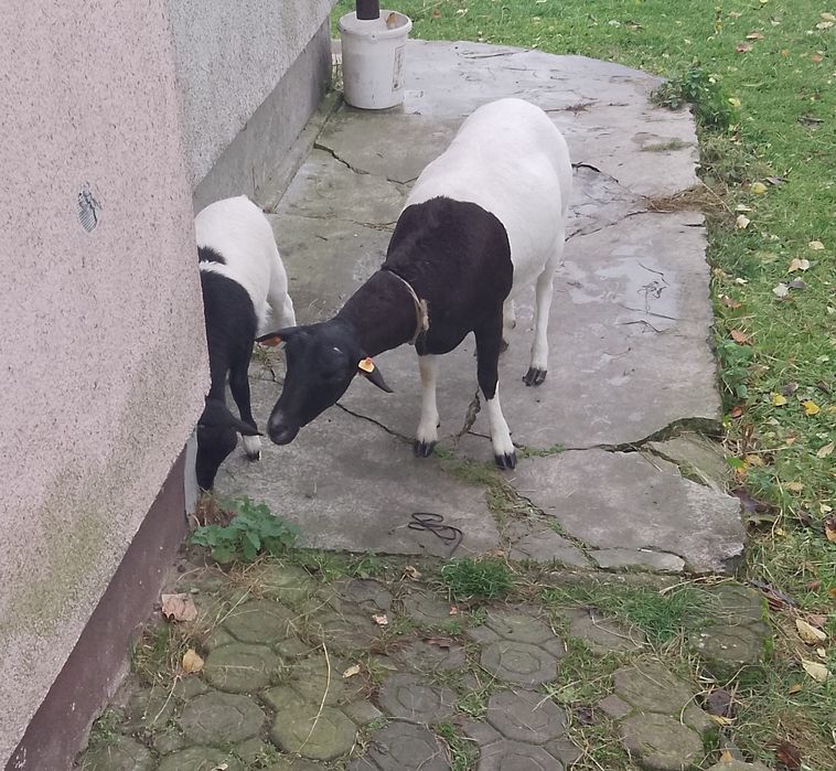 Sprzedam Owce z małym