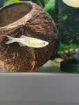 Danio malabarskie gold- Tina Zoo Gliwice Jasna
