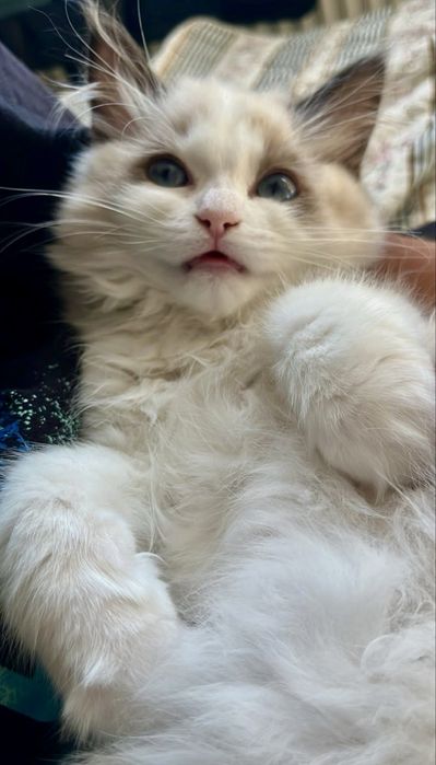 Kotka z rodowodem Ragdoll