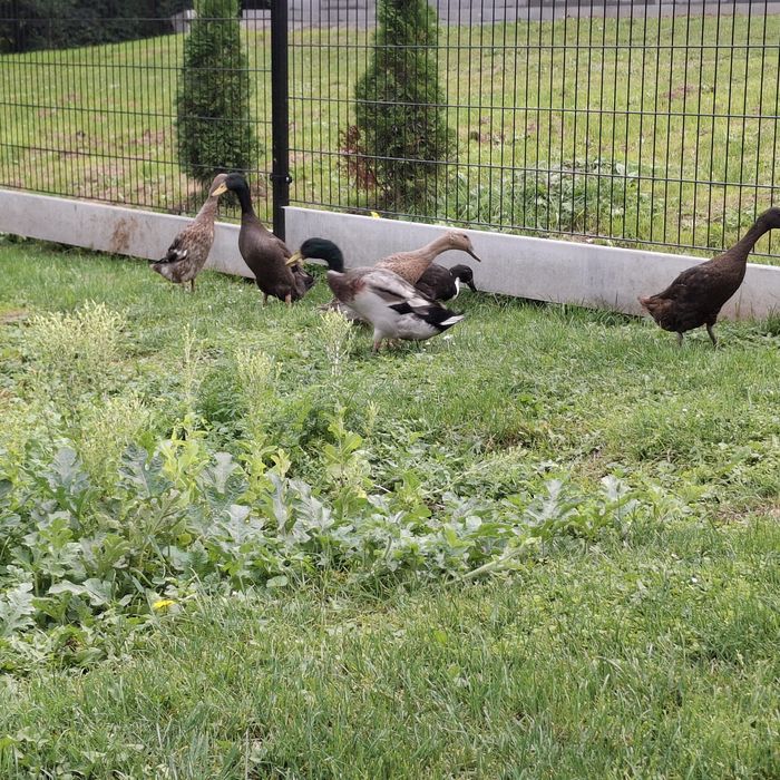 Kaczki Biegusy Indyjskie