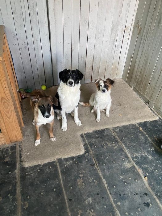 Стерелізовані дівчата терміново шукають дім, привезу