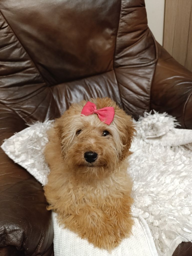 Cavapoo urocza suczka