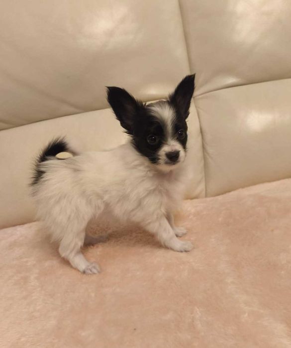 Papillon, suczka ZKwP
