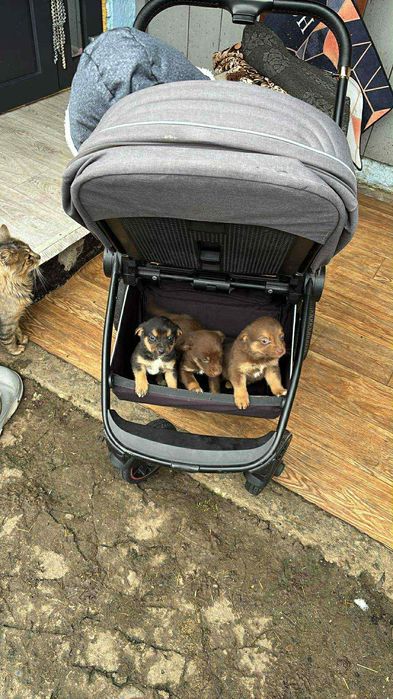 Віддам малюків в гарні руки