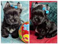 Yorkshire terrier pieski z rodowodem