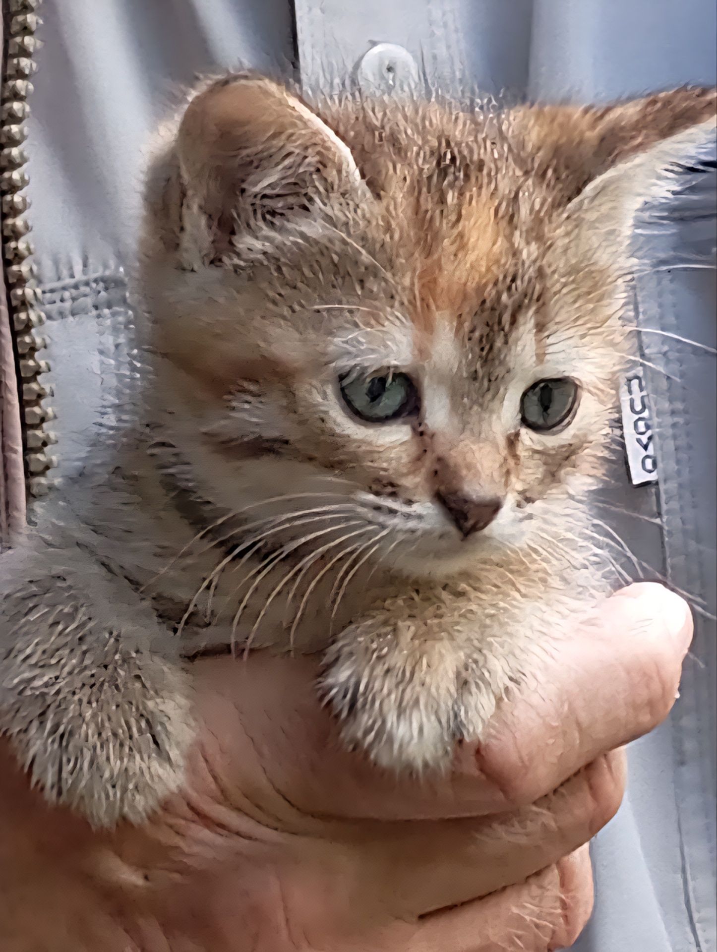 Красивых котят отдам в хорошие руки!