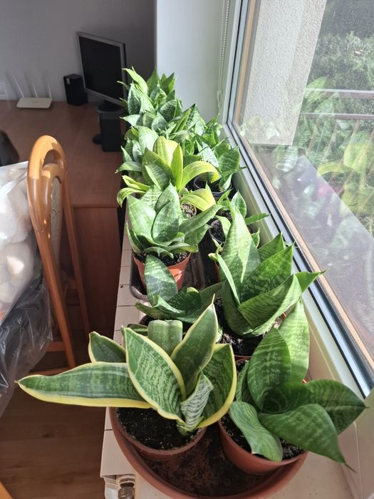 Kwiaty doniczkowe sansewieria,aloes, anginka