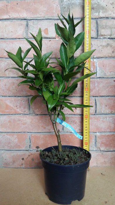 Лимон, мандарин, клементин. Цитрус