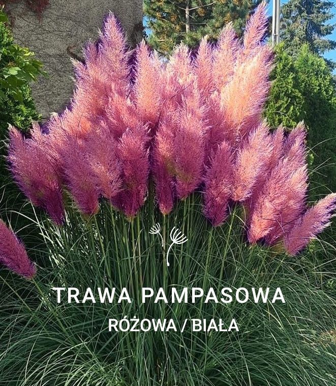 Trawa pampasowa biała i różowa sadzonka P11