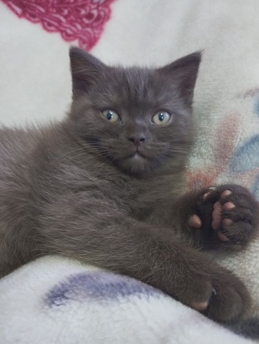 Шотландський шоколадного окрасу хлопчик