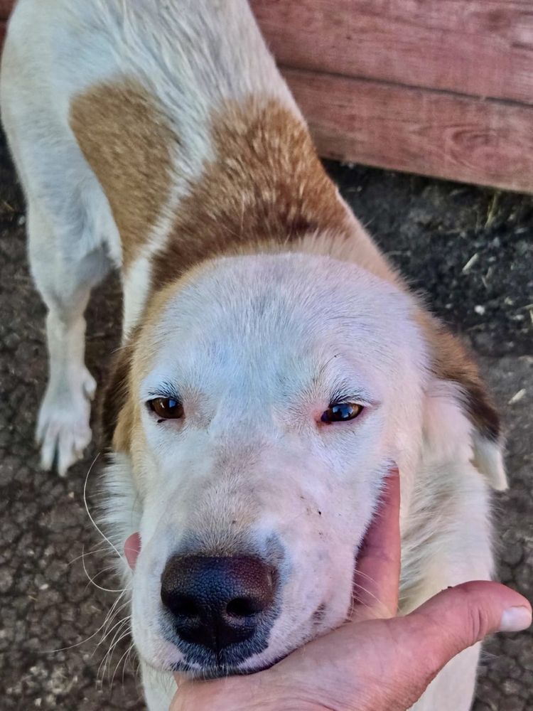 BIANCA między 1,5 a dwa lata . Około 23/25 kg suczka do adopcji