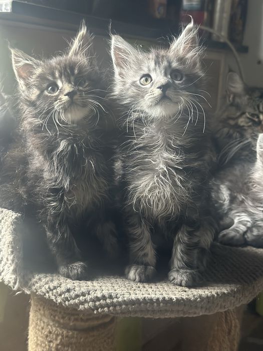 Кошенята мейнкун 1,5 міс