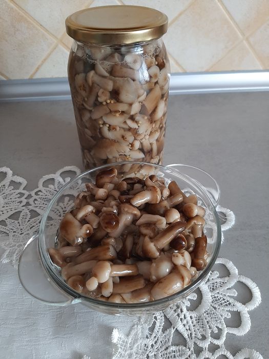 Opieńki marynowane lub solone