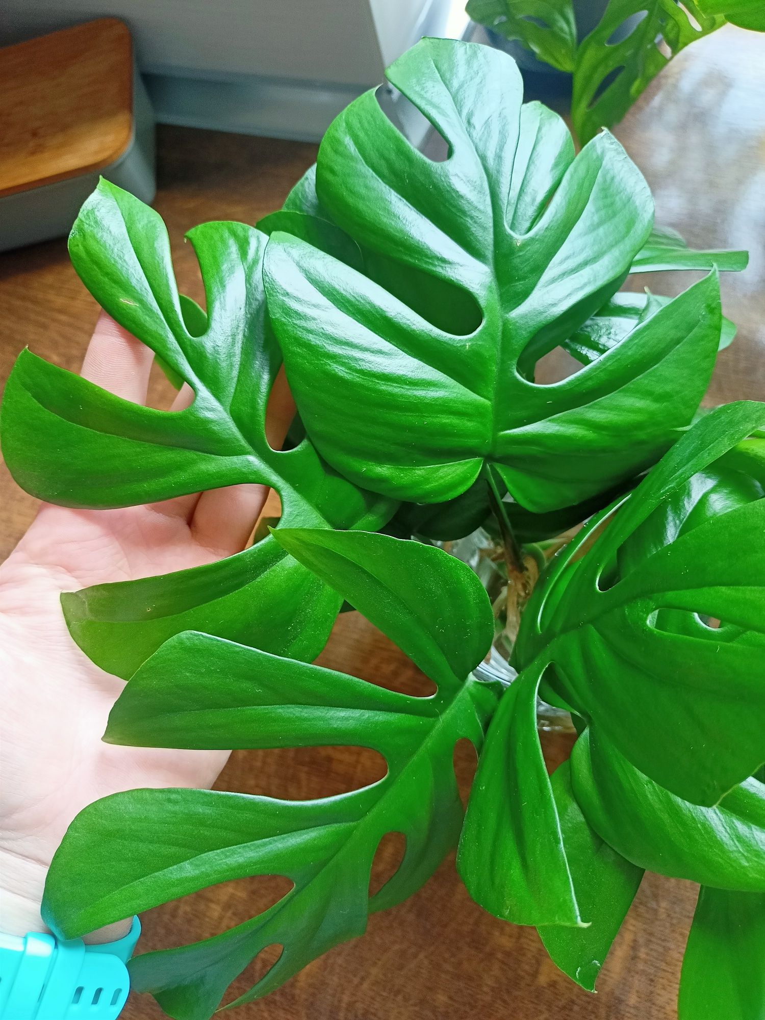 philodendron tetrasperma (minima)