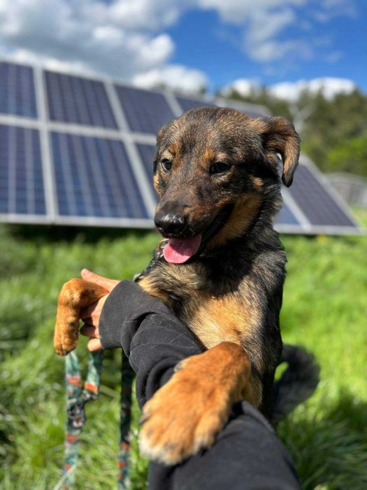 Czy znajdzie się nowy dom dla Brownie