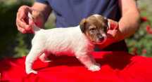 Parson Russell Terrier piesek