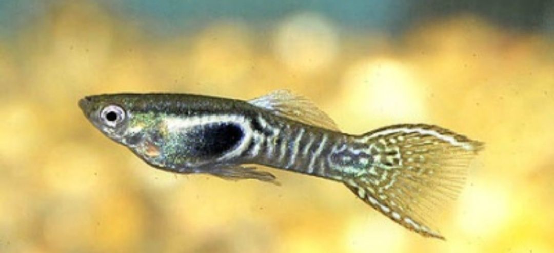 Peixes Guppys Endler Japan Blue e Tiger