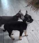 Chihuahua Tricolor