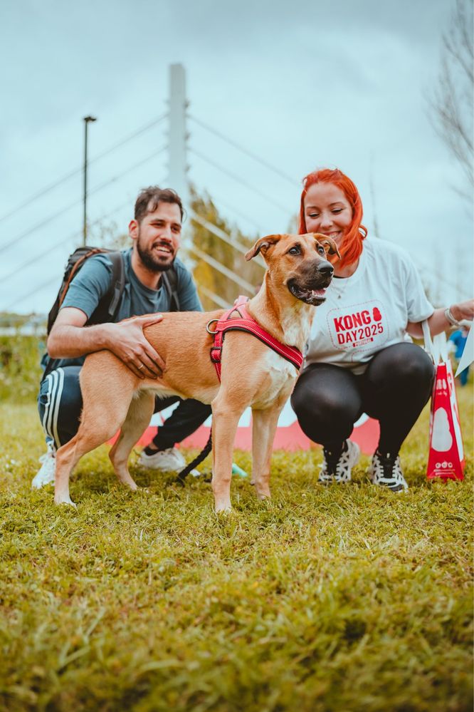 Passeios de cães e cuidados de animais – Margem Sul