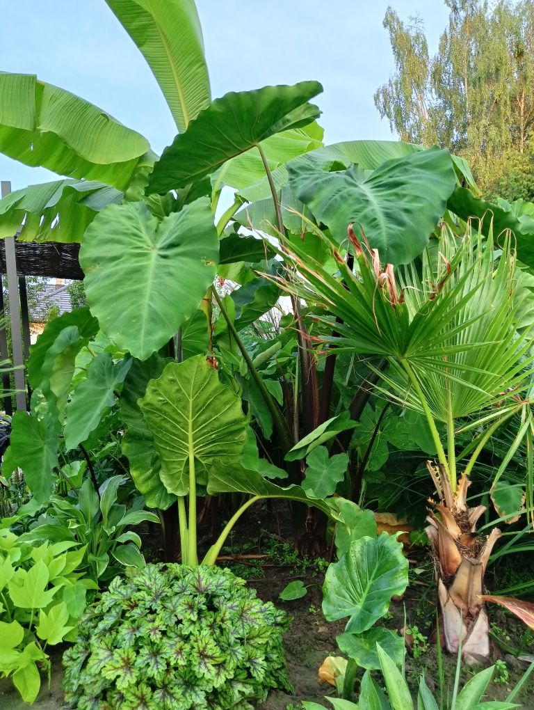 Egzotyczna Colocasia Black Stem Kolokazja Uszy Słonia