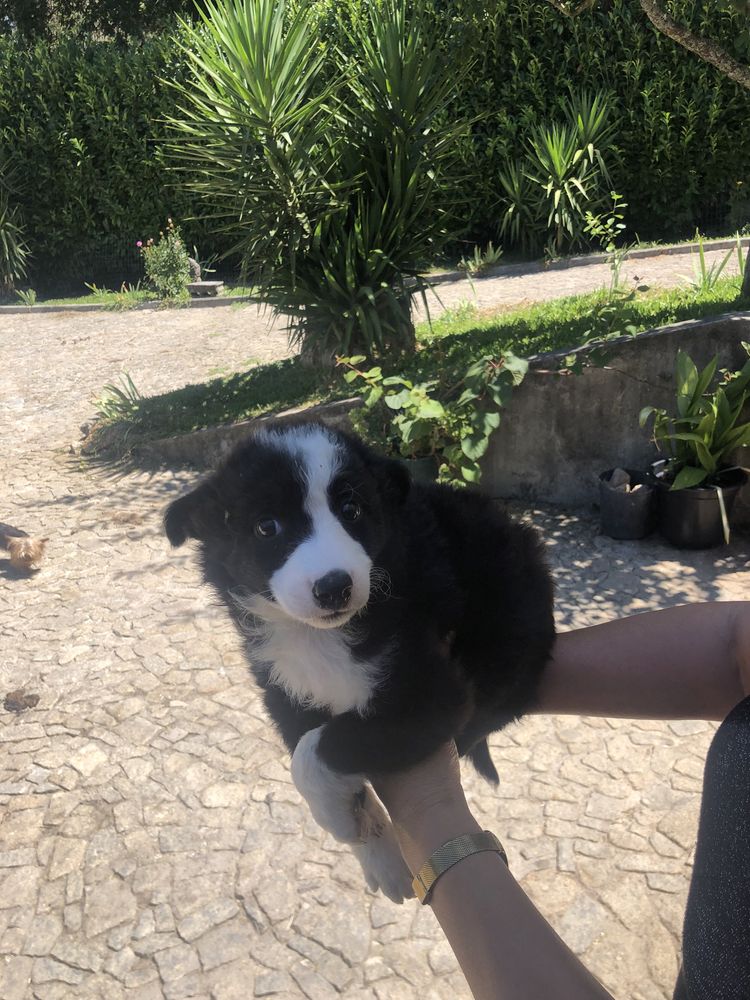 Border collie. Pronto para entrega. Vacinado e desparasitado