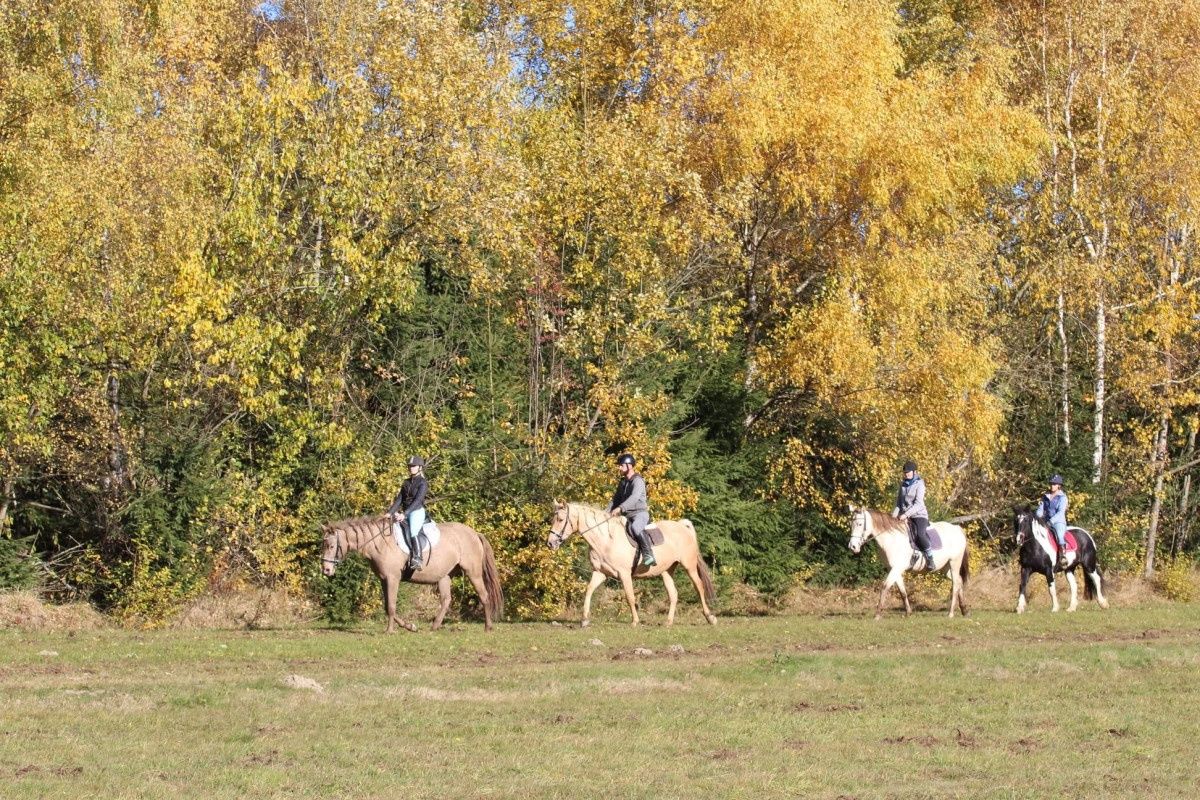 Klacz prosto od hodowcy. Startuje L, palomino
