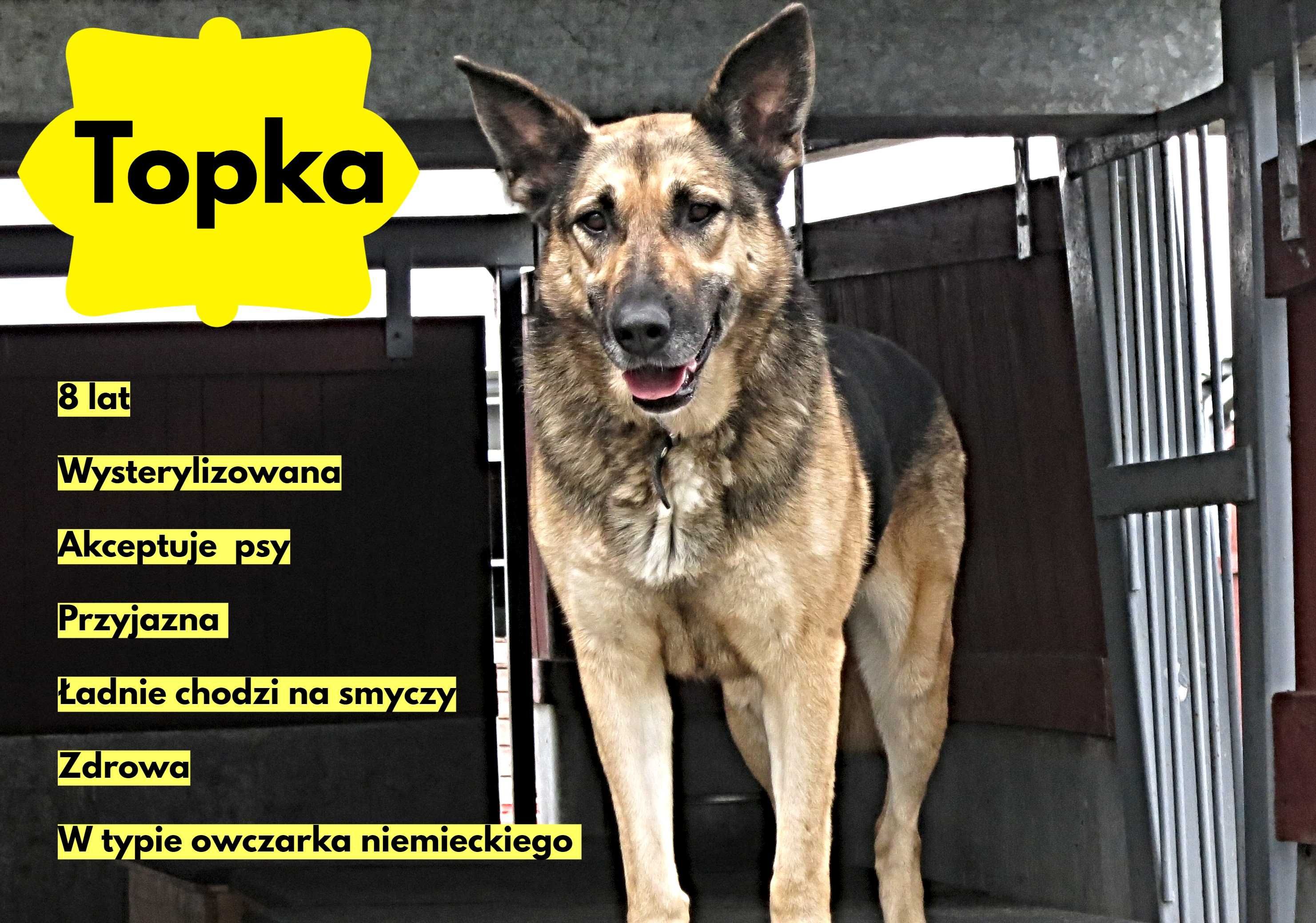 Topka - owczarek niemiecki mix, 8 lat, kocha człowieka!