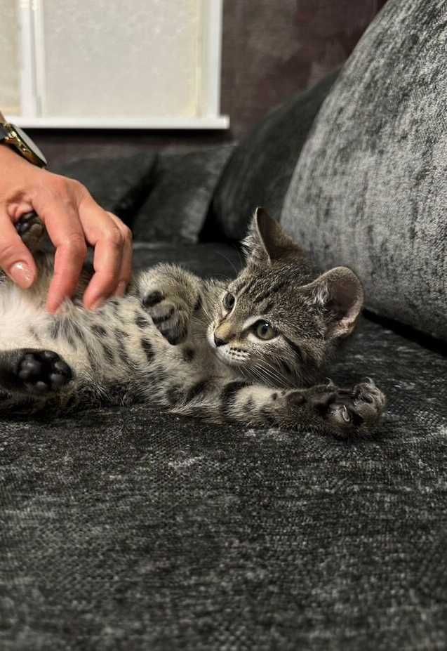Красивый полосатый котенок мальчик