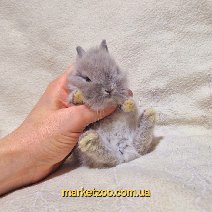 Мини карликовий кролик карликовый міні левоголовий карликовые карликов