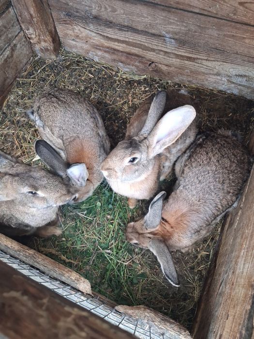 Продаються кролички