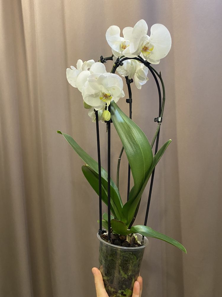 Орхідея розпродаж фаленопсис камбрія онцидіум
