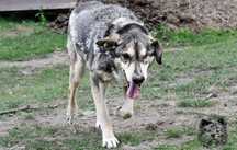 Benio - jednooki starszy cudowny przyjazny kochany pies do adopcji