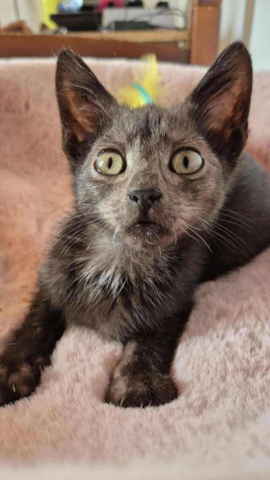 Piękny kotek do adopcji