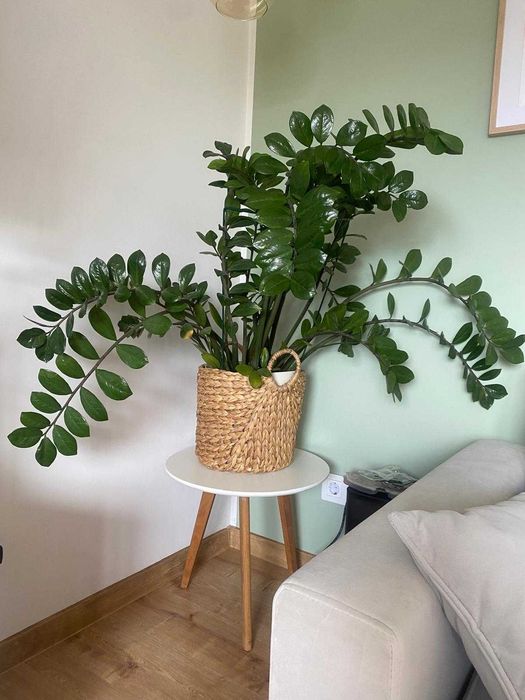 Kwiat domowy, doniczkowy, duży,  Zamioculcas zamiifolia, ZZ plant