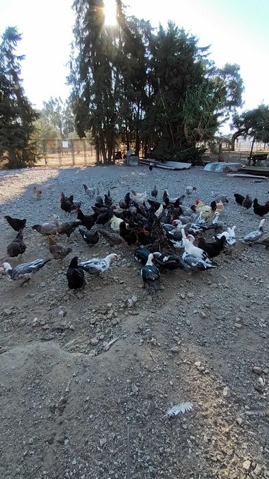 Galinhas e patos criados em campo aberto