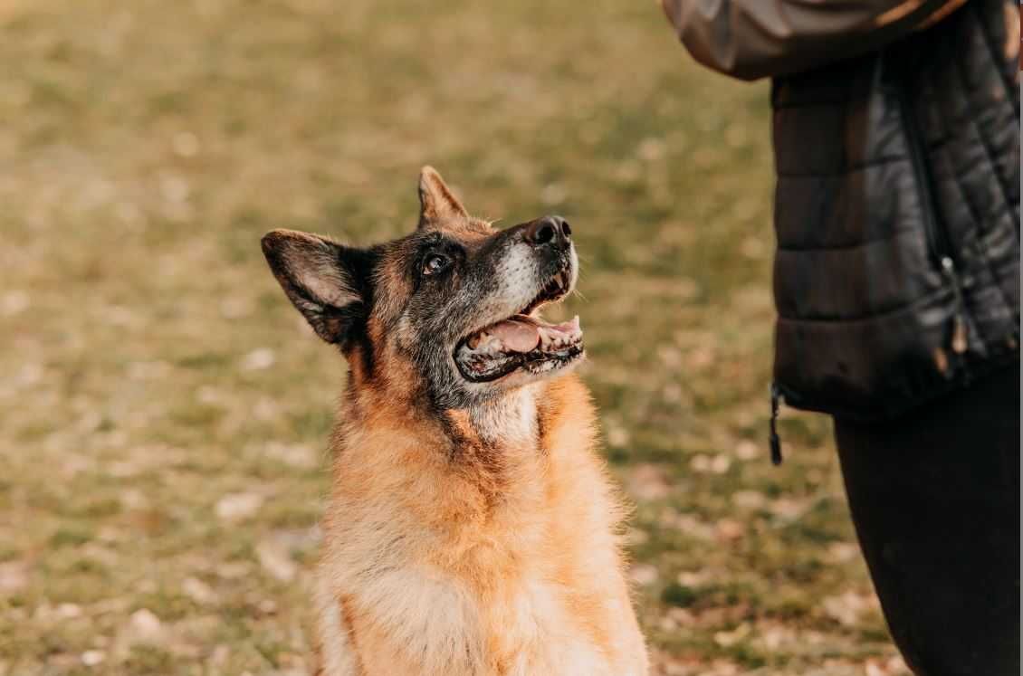 Psia dama-Stella-w typie owczarka niemieckiego poleca się do adopcji!