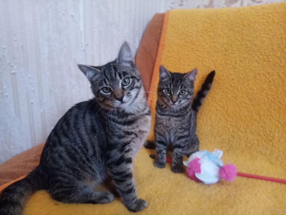 Полосатые котята мальчики табби ищут дом! Котенок в хорошие руки!
