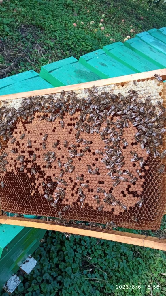 Rodziny pszczele, ramka wielkopolska