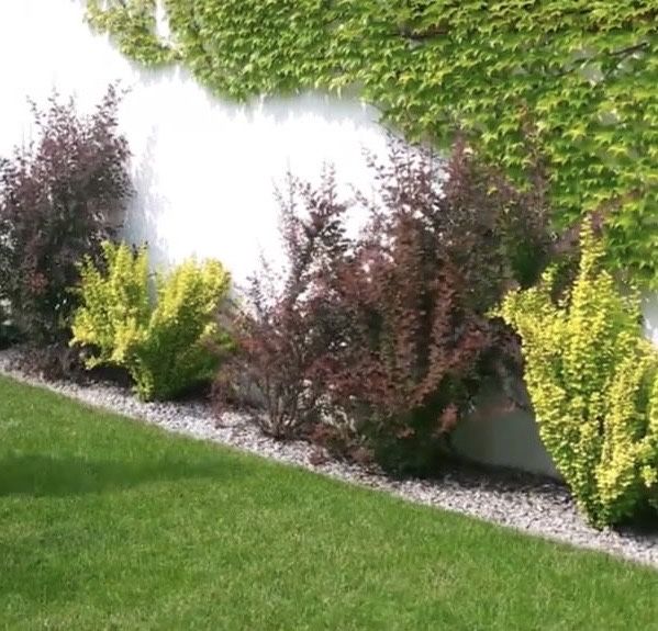 Berberysy 9 krzewów