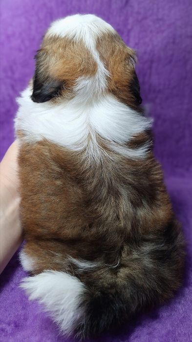 Shih Tzu z rodowodem - REZERWACJA wszystkich szczeniąt !