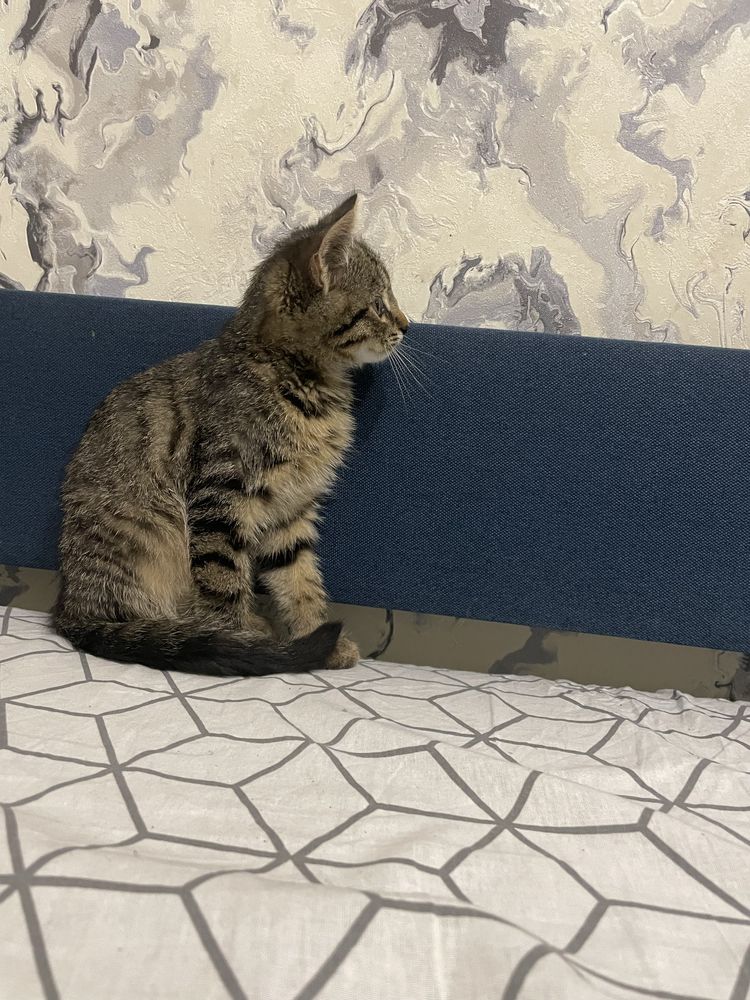 Безкоштовно киця маленьке тигреня котик кошеня безплатно