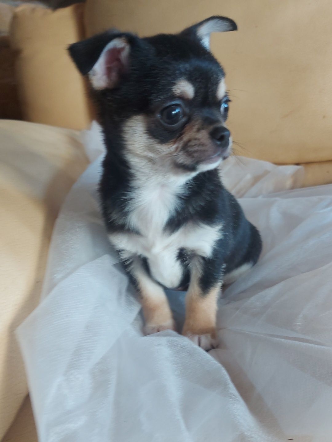 Excelente Chihuahua