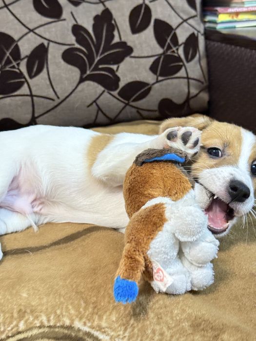 Цуценята Джек рассел