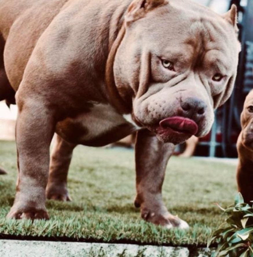 American Bully Pocket ABKC piesek