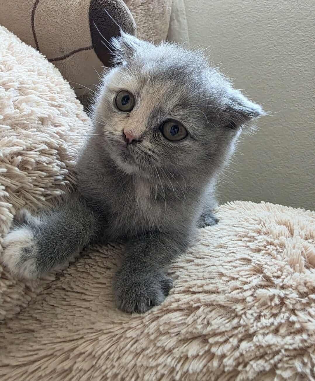 Scottish Fold Fêmea
